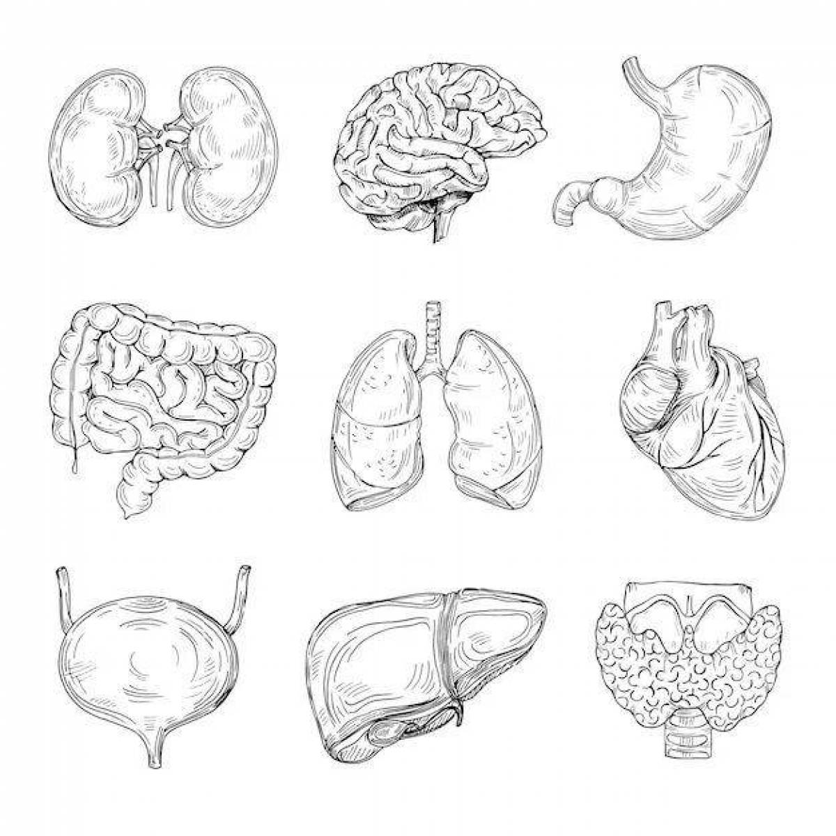 Human internal organs #9