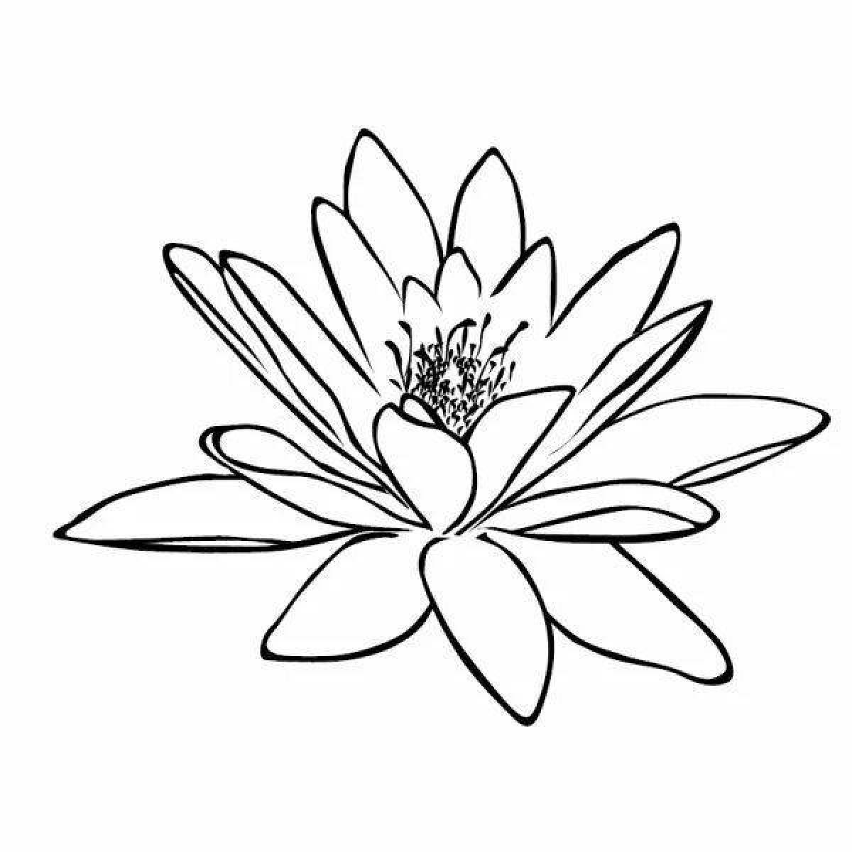 Colouring serene water lily