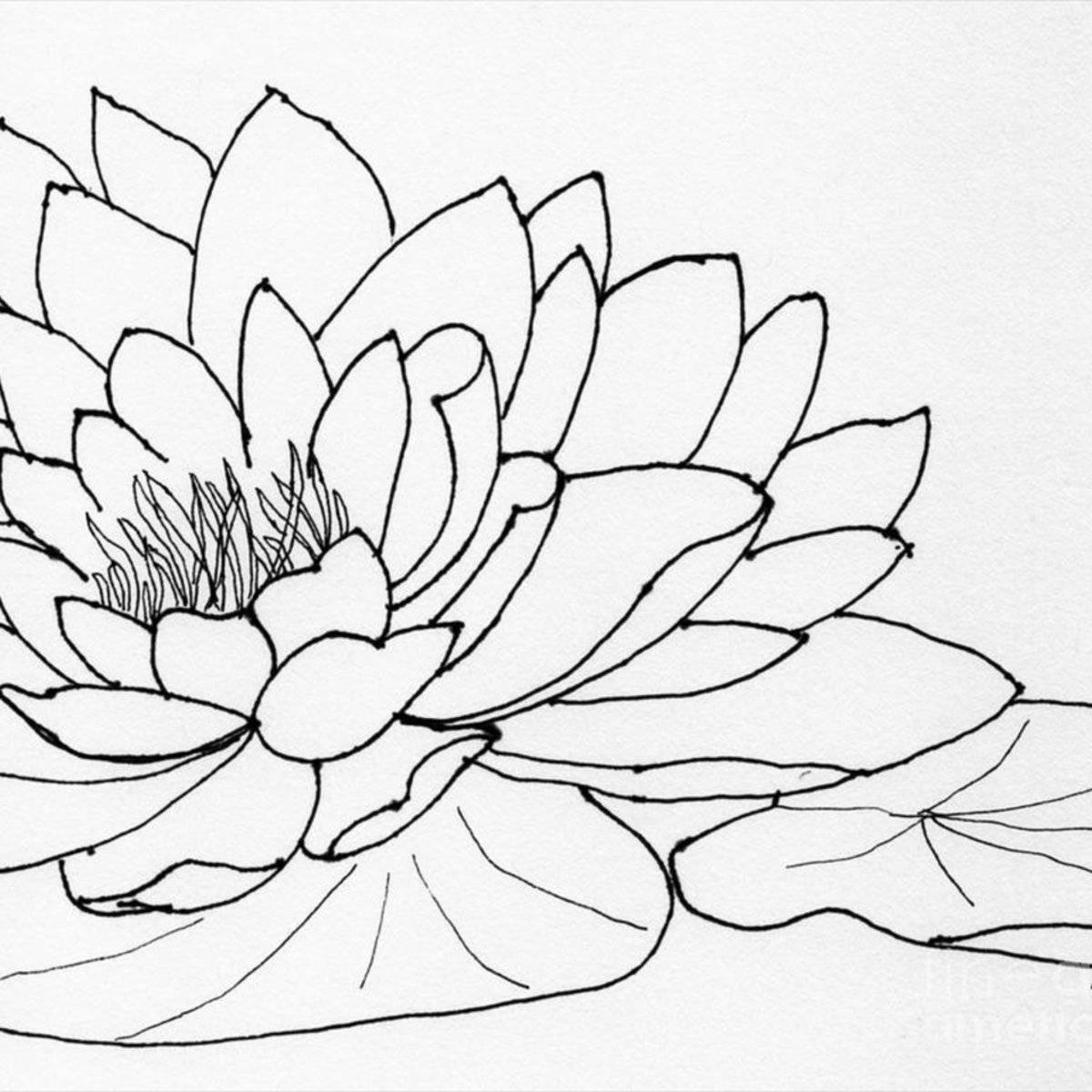 Adorable water lily coloring page
