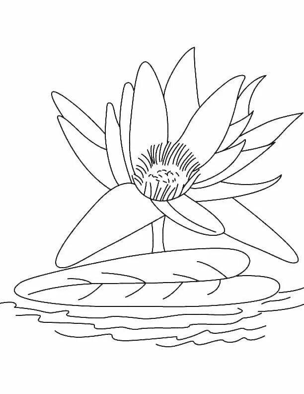 Coloring exotic water lily