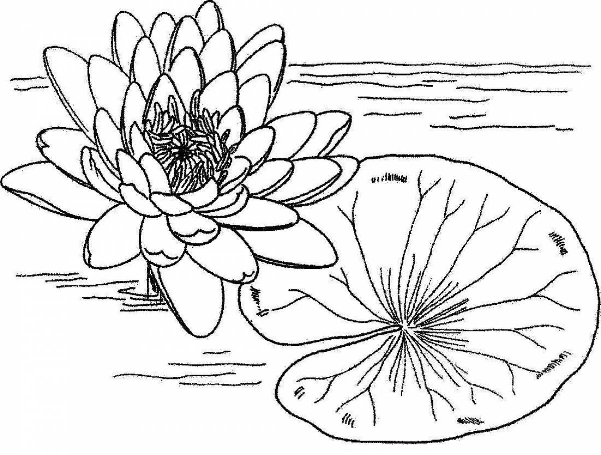 Calm water lily coloring page