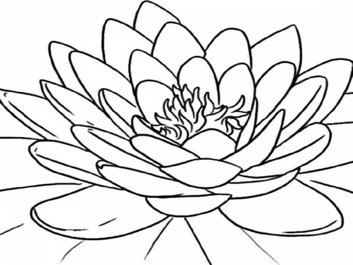 Colouring peaceful water lily