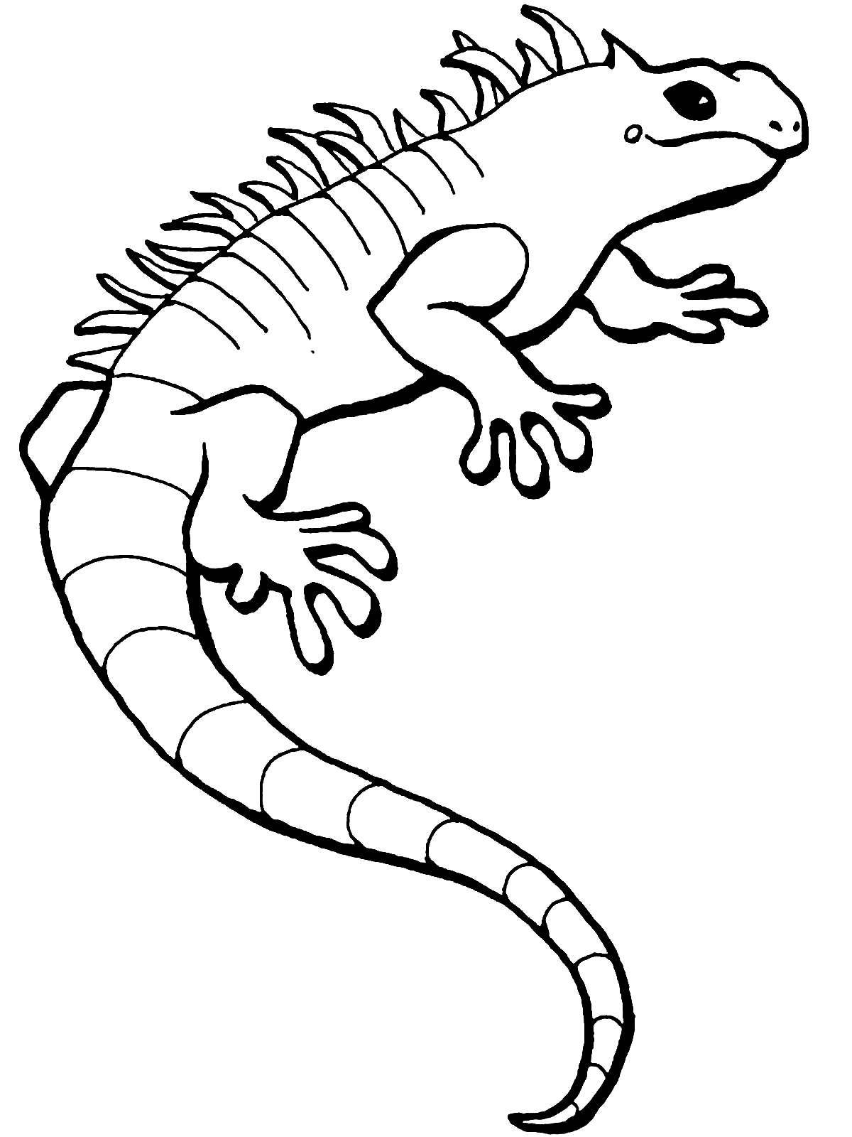 Colorful lizard coloring book for kids