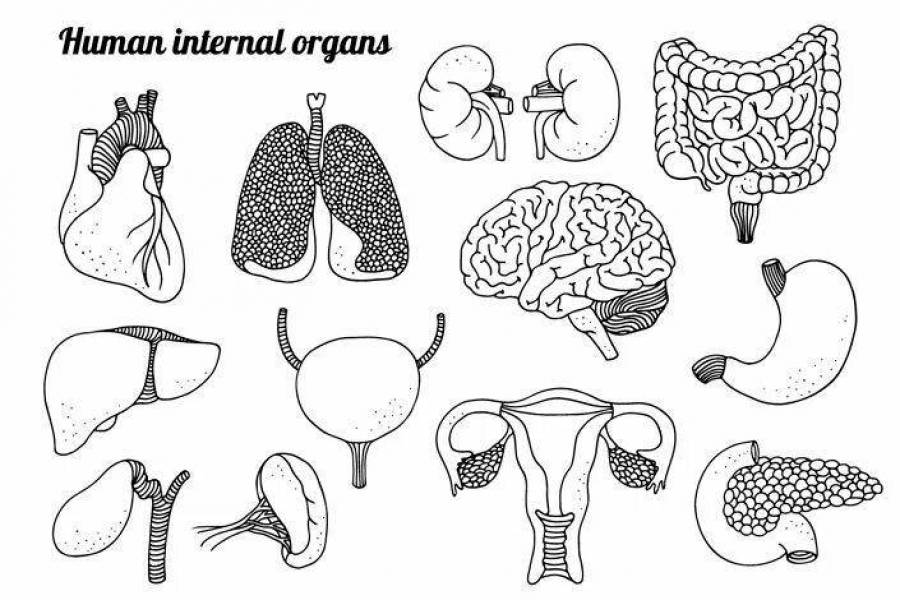 Внутренние органы человека рисунок карандашом