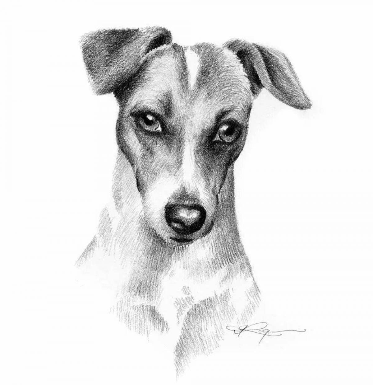 Раскраска собака Джек Рассел терьер