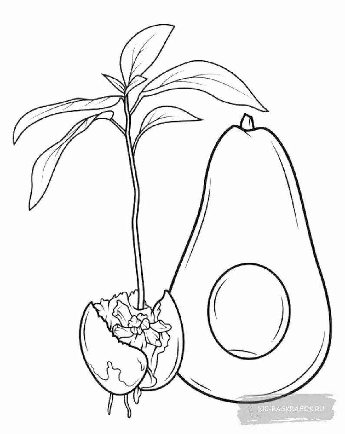 Раскраска экзотического авокадо