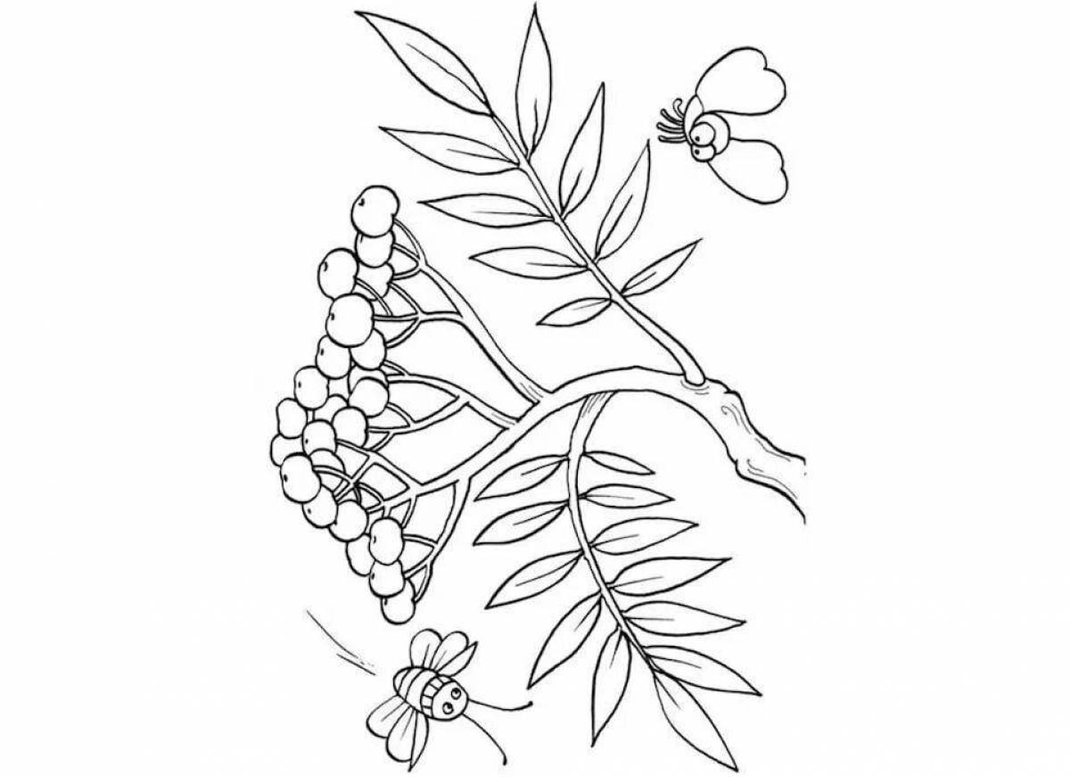 Adorable rowanberry coloring page for babies