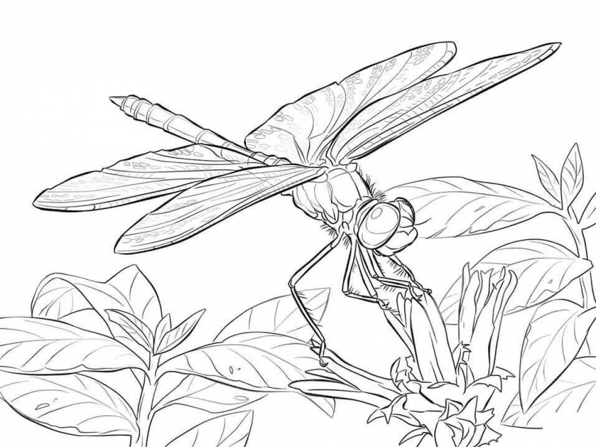 Playful dragonfly coloring page for kids