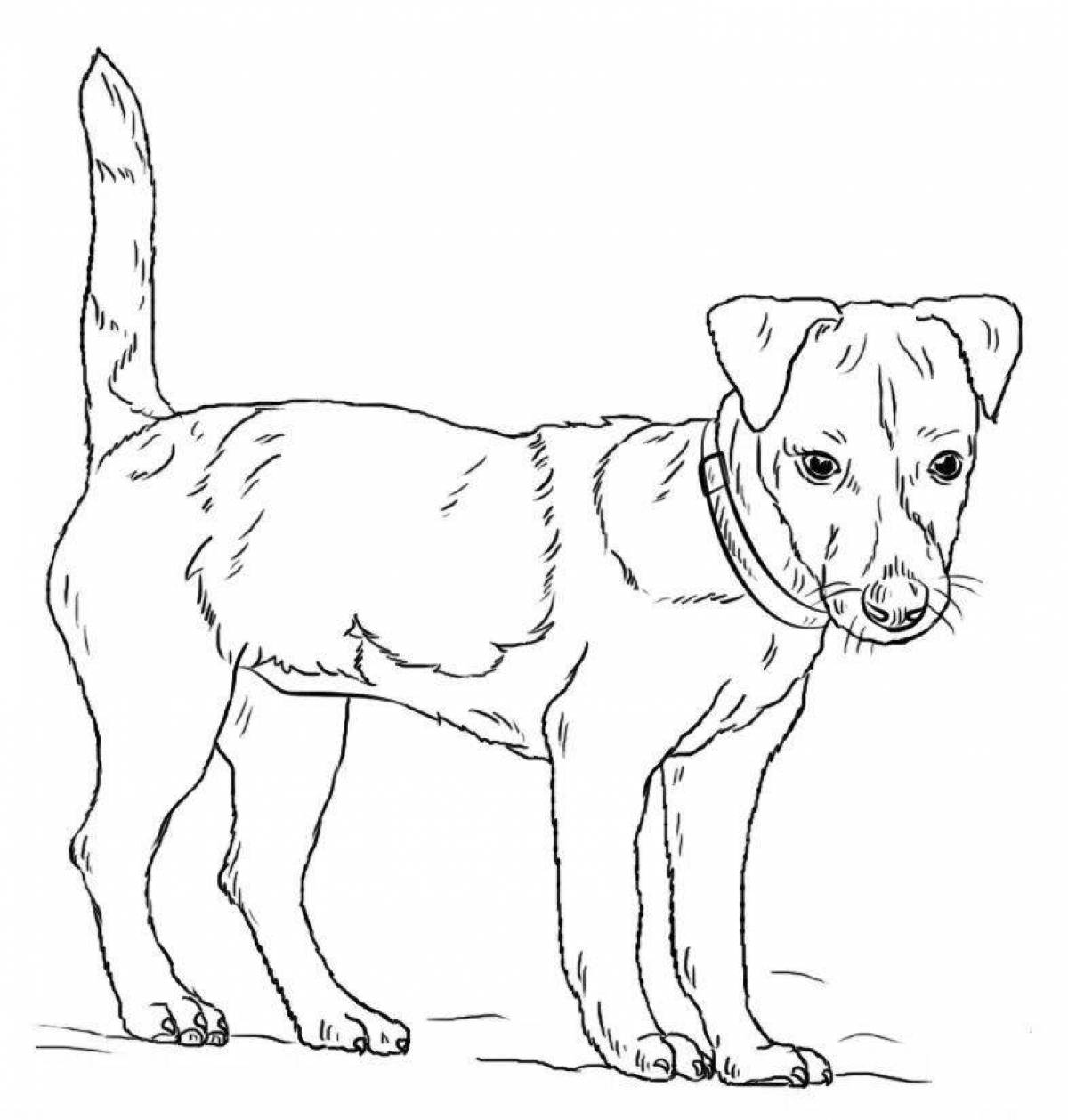 Charming jack russell terrier coloring book