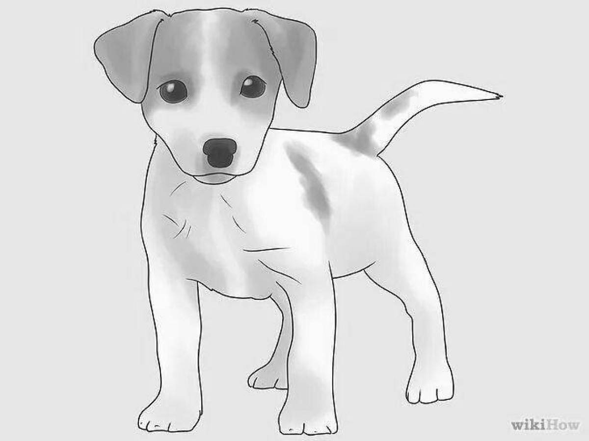 Animated jack russell terrier coloring page