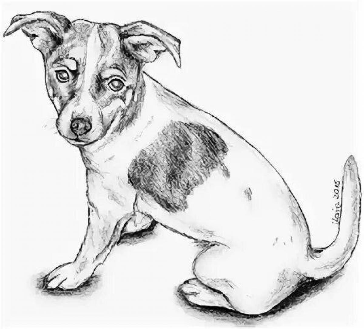 Coloring page gorgeous jack russell terrier