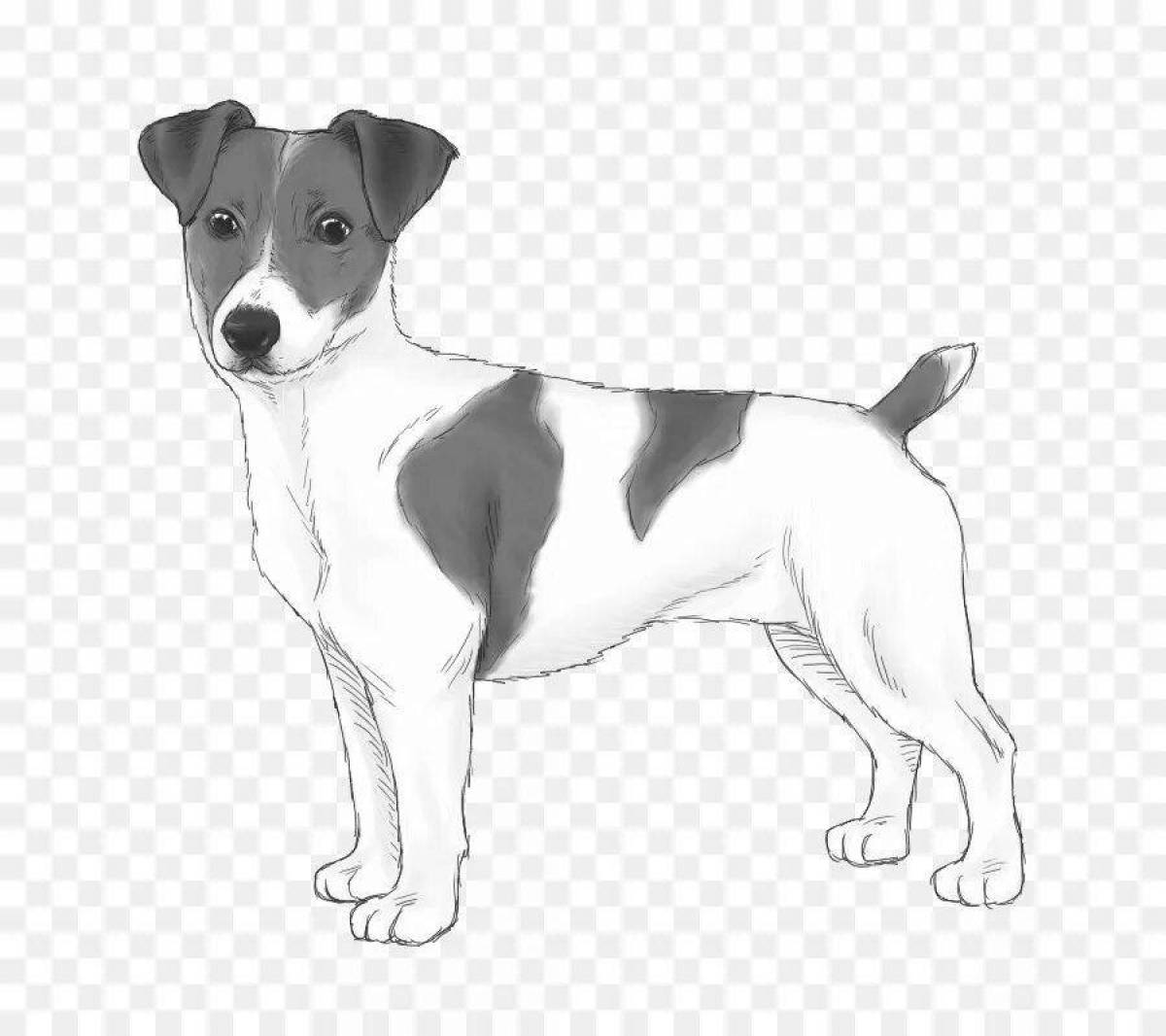 Colouring awesome jack russell terrier