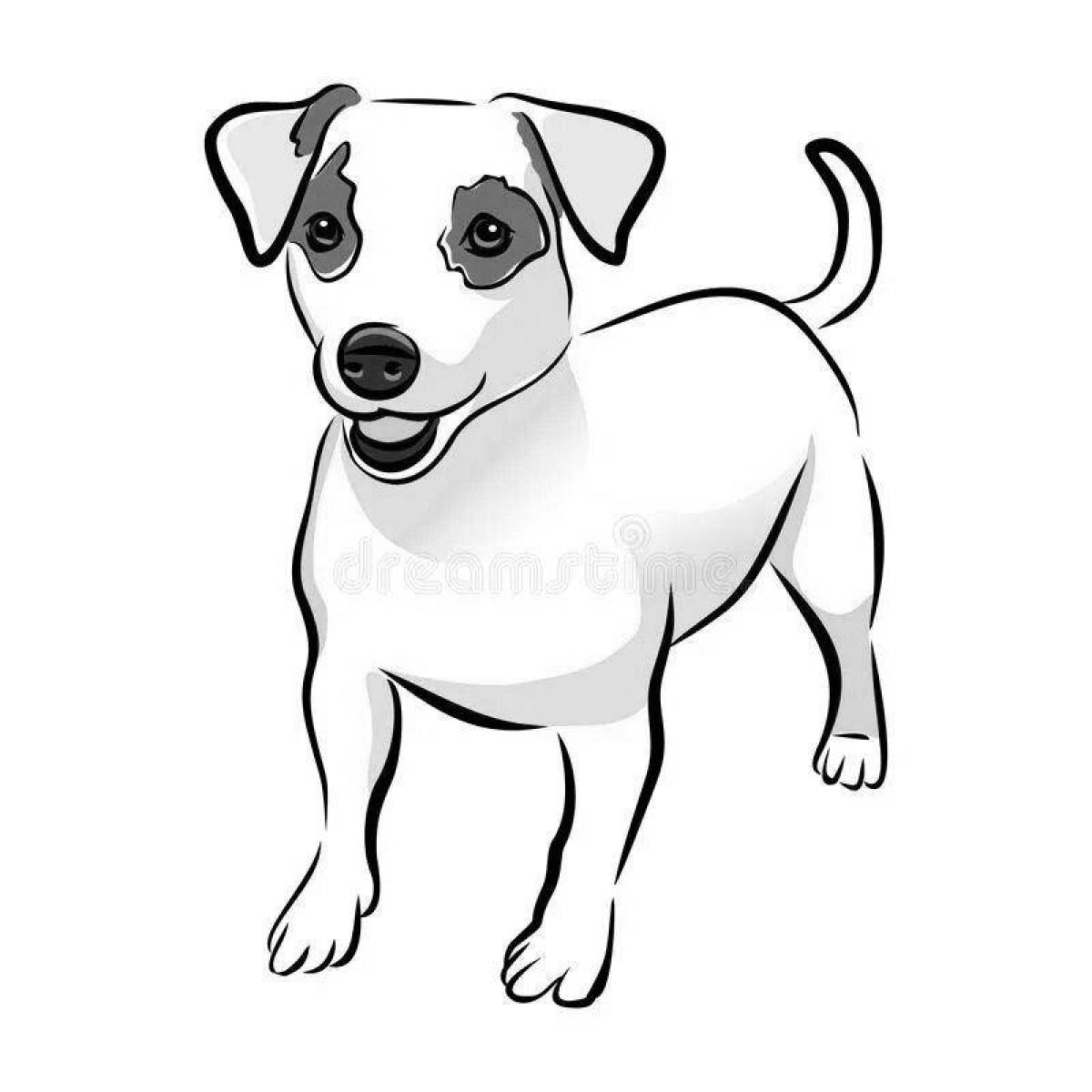 Jack russell terrier #1