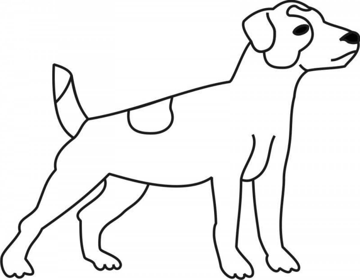 Jack Russell Terrier #3
