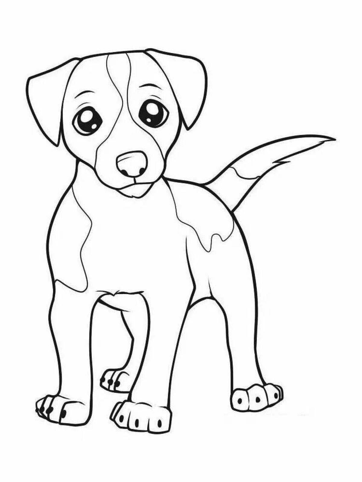 Jack Russell Terrier #9