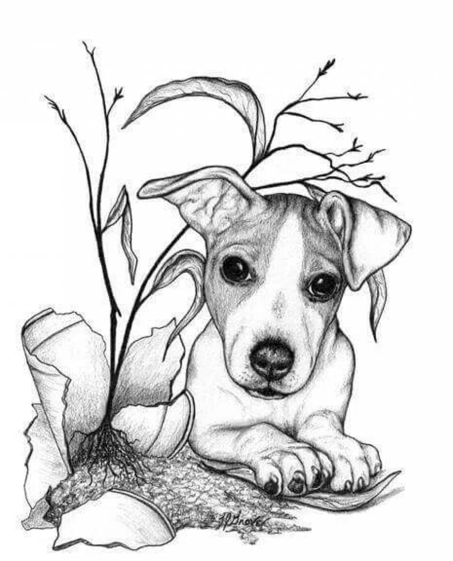 Раскраска щенок Джек Рассел