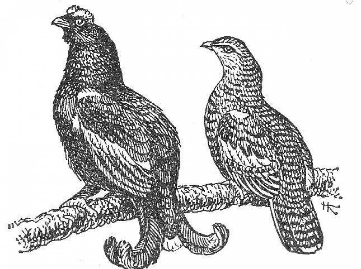 Раскраски Тетерев - 70 фото