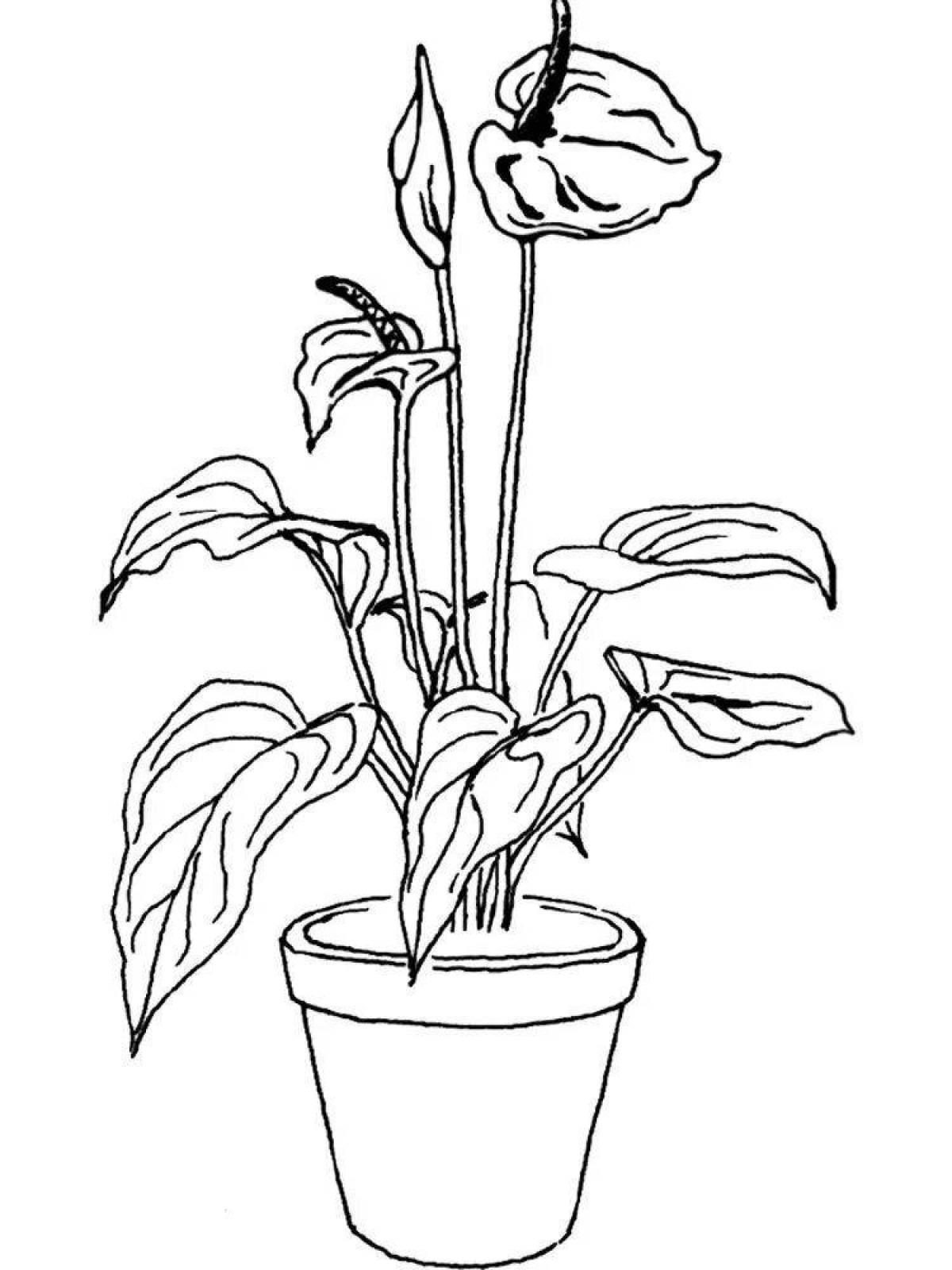 Bold houseplant coloring pages for 4-5 year olds