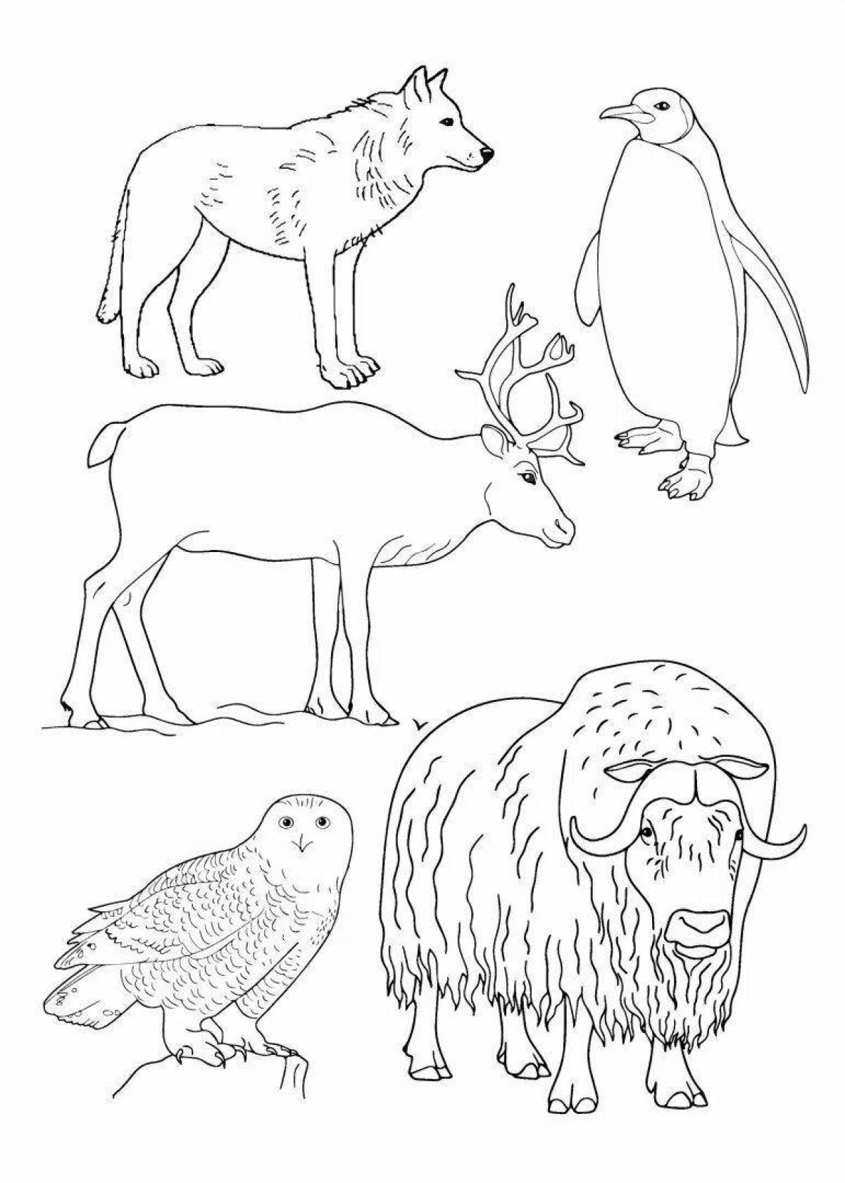 Amazing coloring book for children 4-5 years old animals of the north