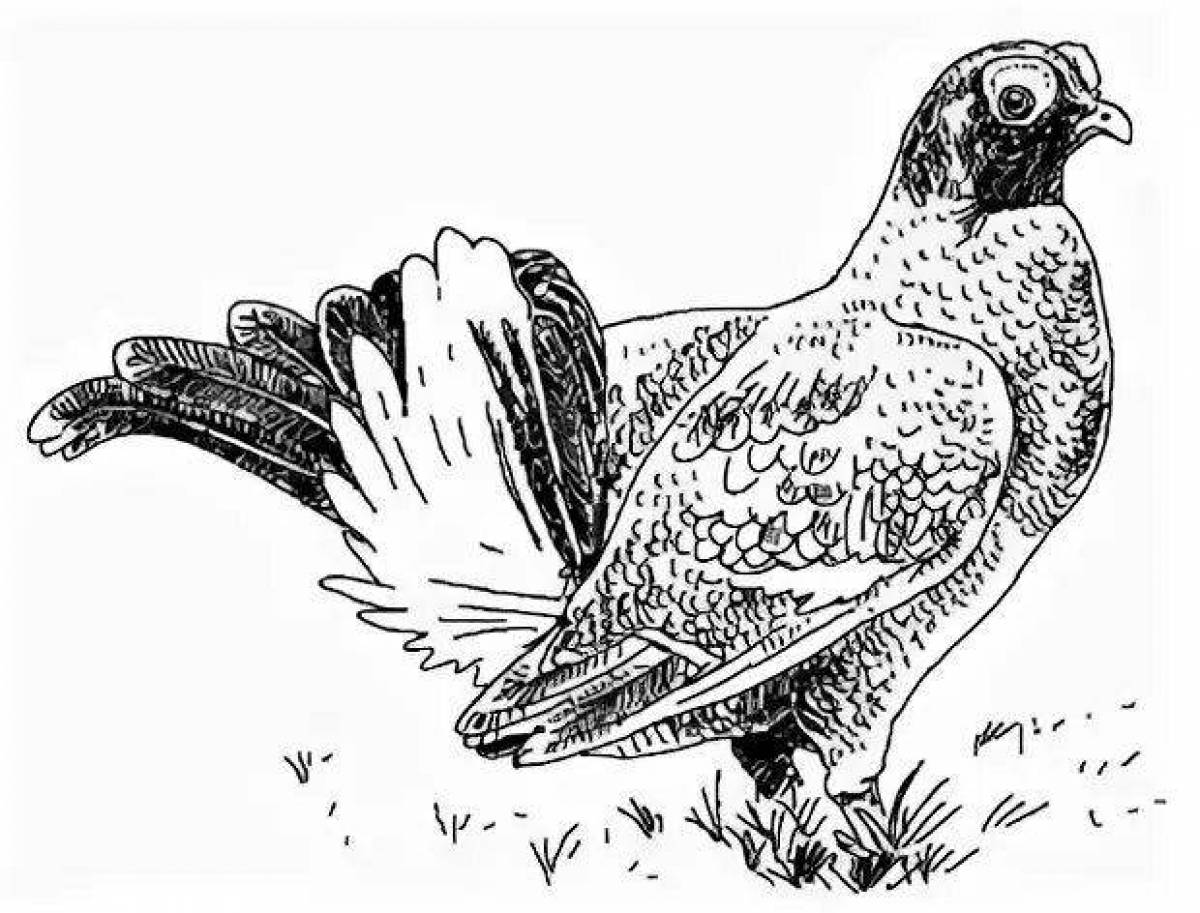 Amazing black grouse coloring book