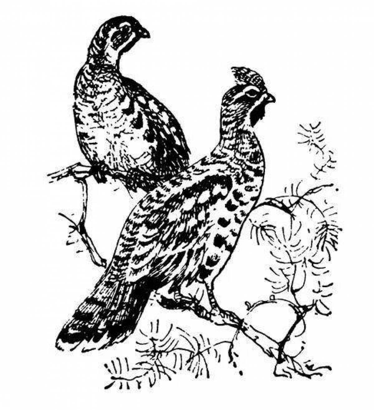 Black grouse coloring page