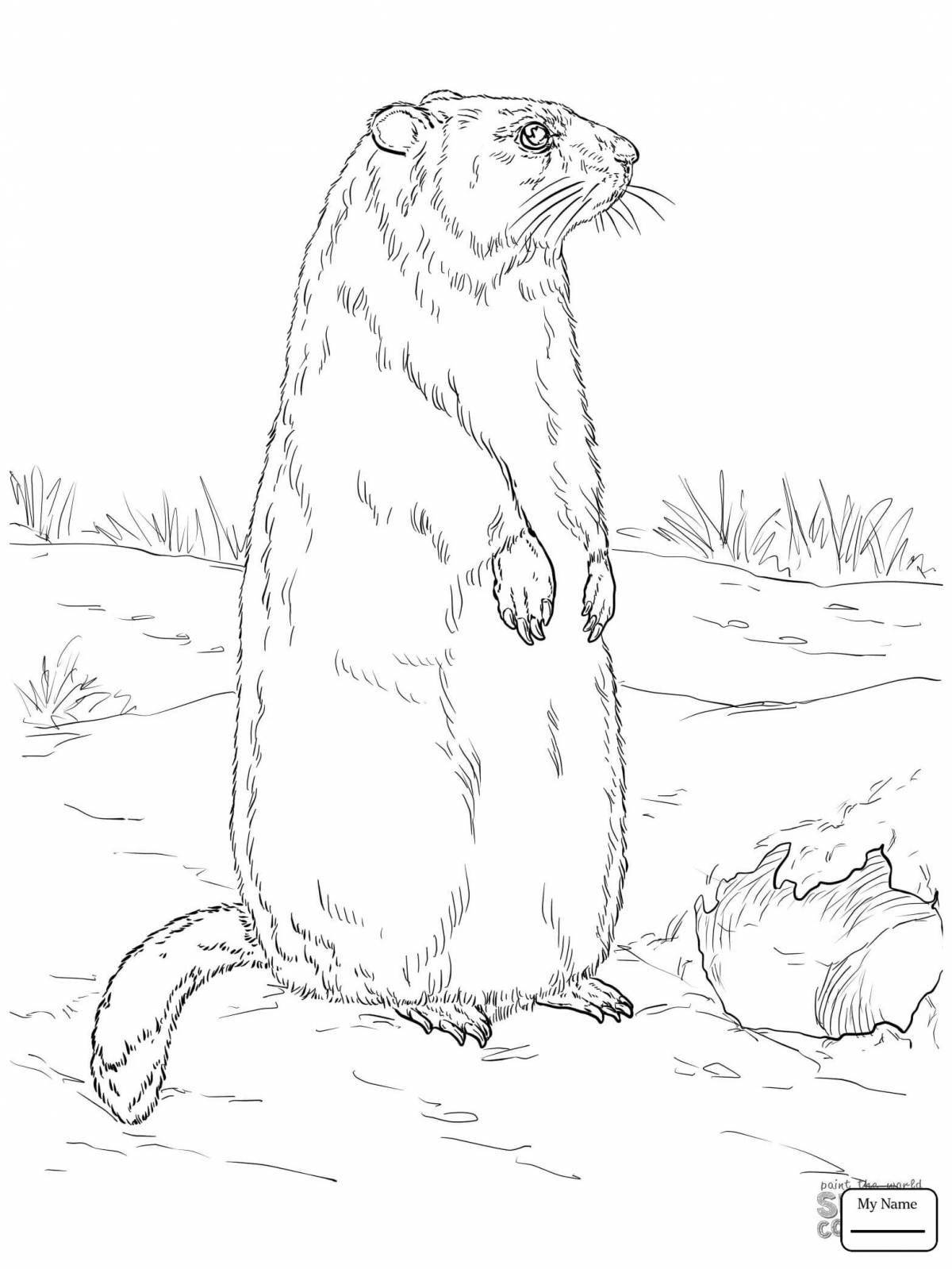 Colourful gopher coloring page