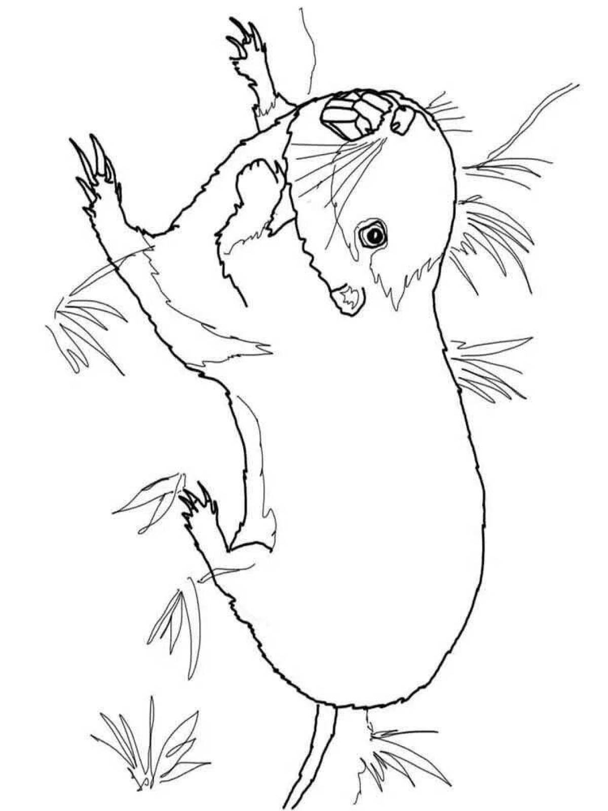 Gopher coloring page