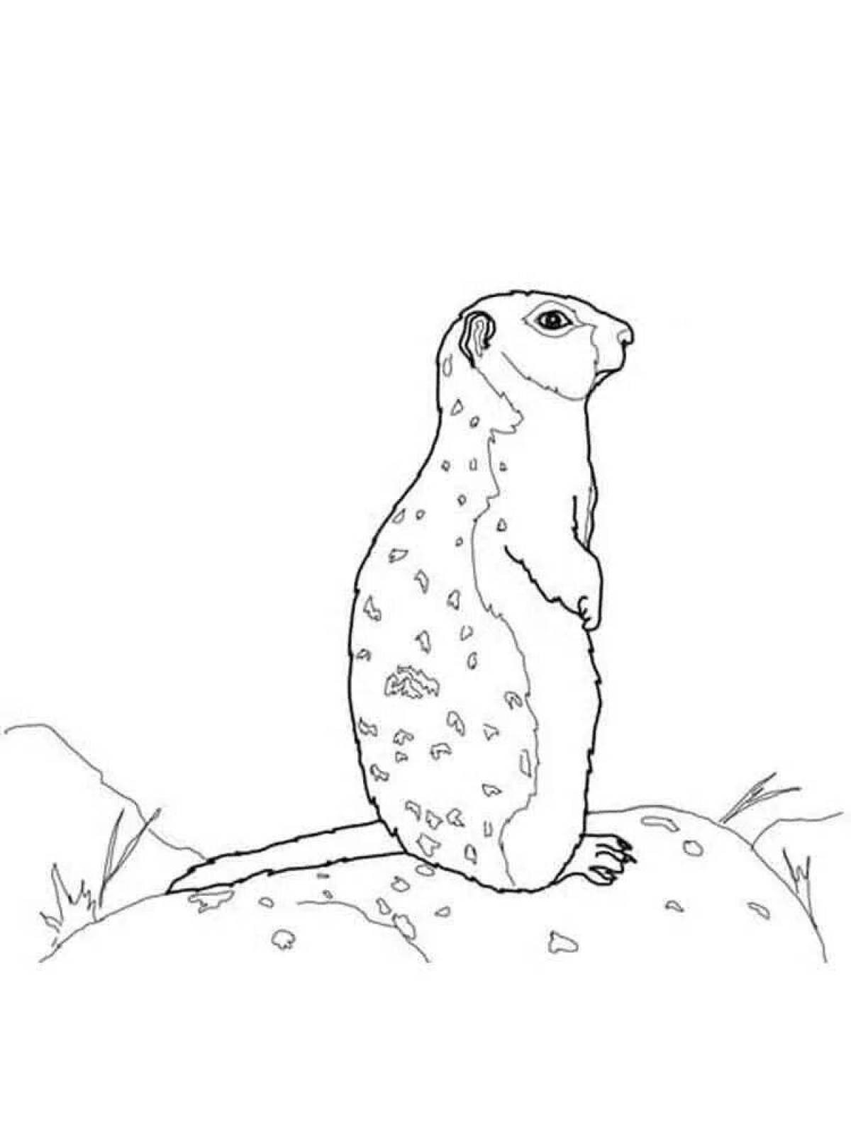 Fancy gopher coloring