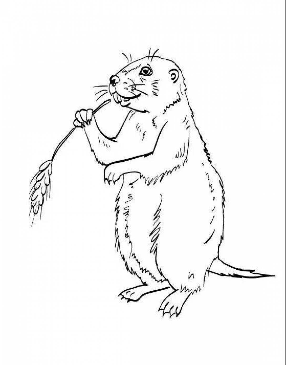 Coloring book eccentric gopher