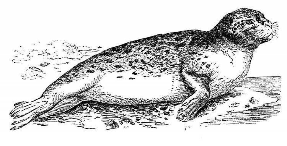 Exquisite leopard seal coloring page