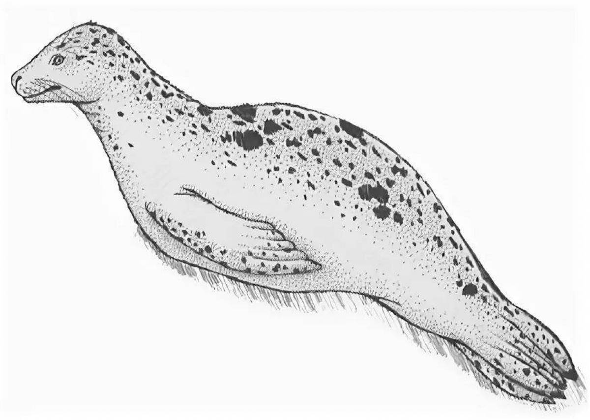 Funny leopard seal coloring book