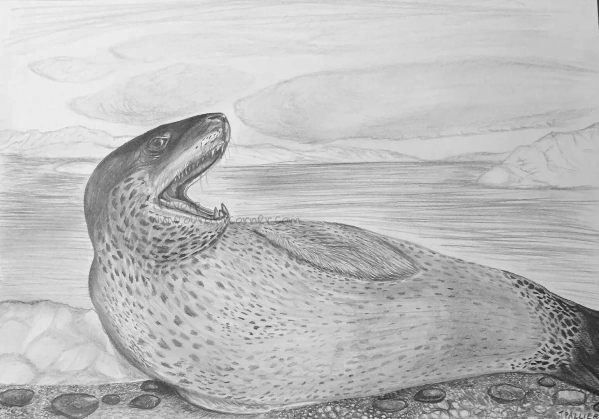 Amazing leopard seal coloring page