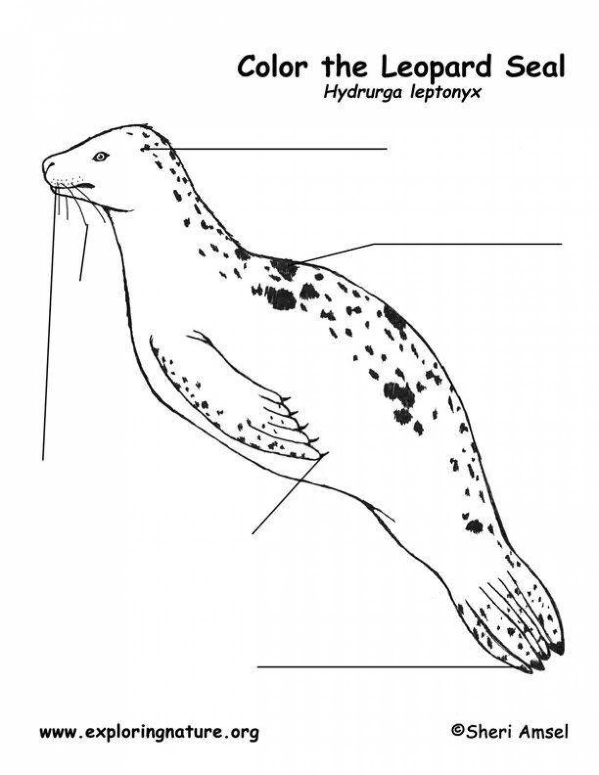 Coloring book spectacular leopard seal