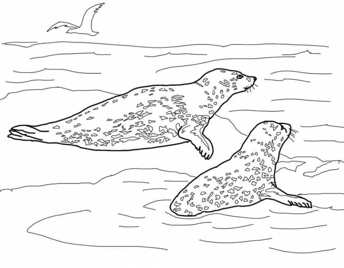 Leopard seal #2