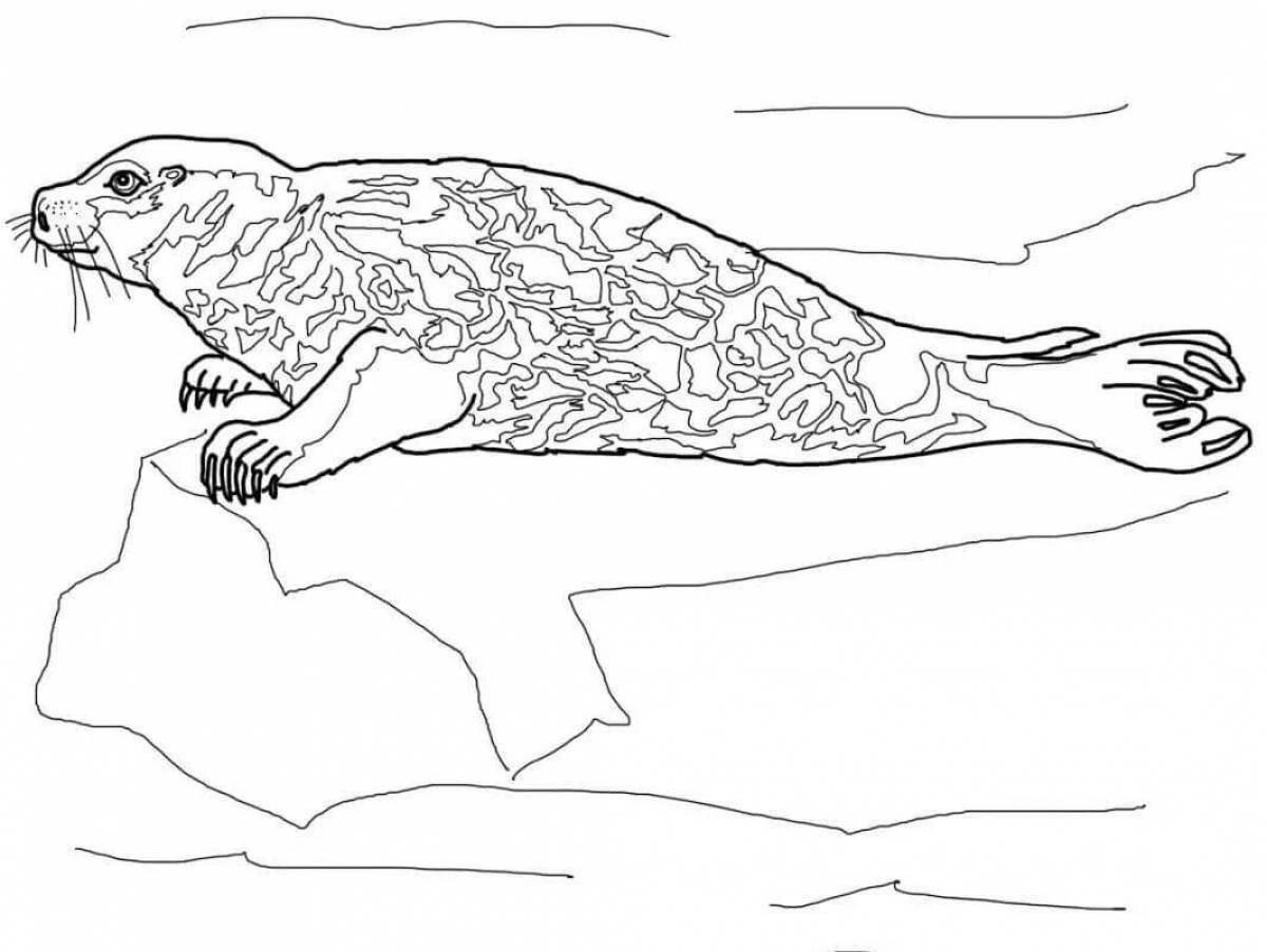 Leopard seal #3