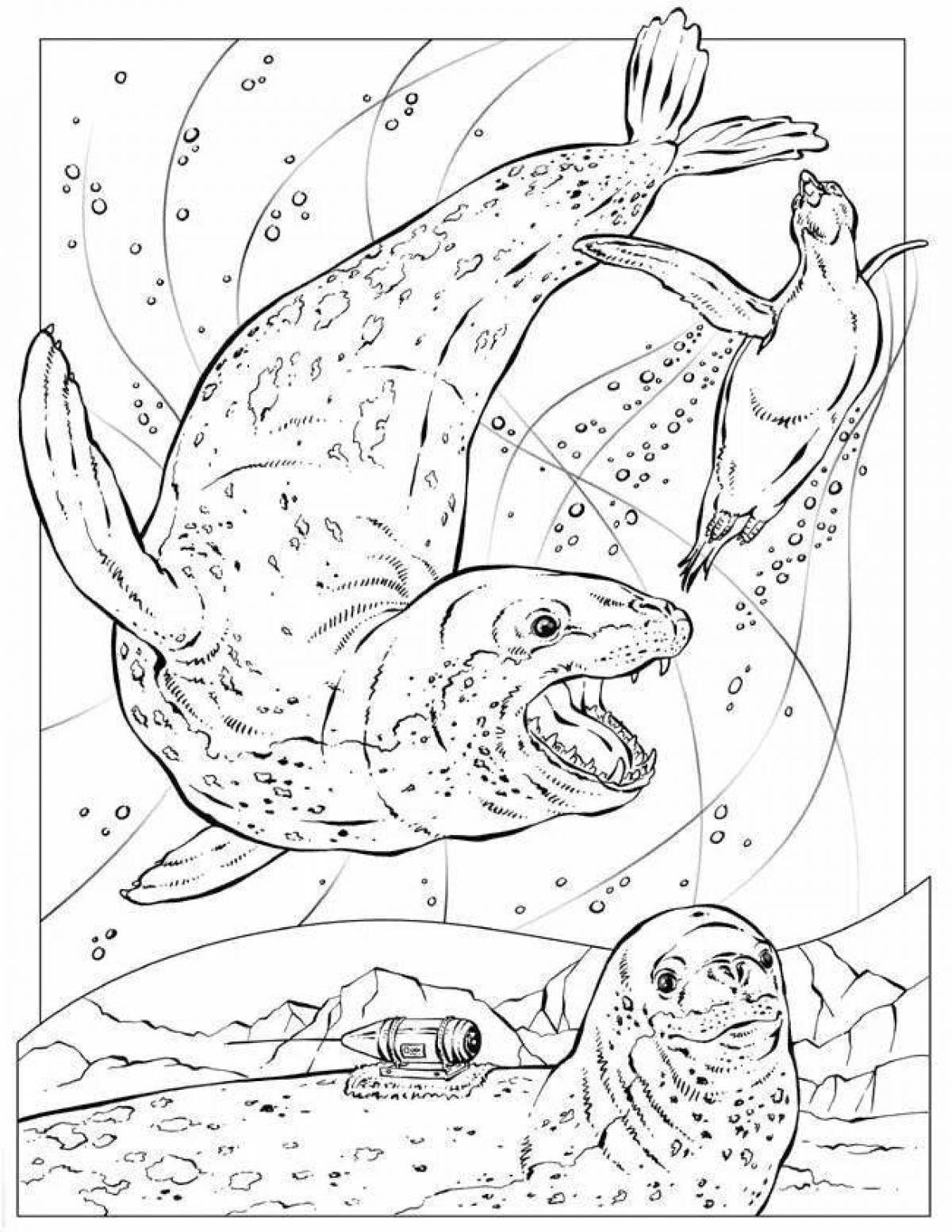Leopard seal #4