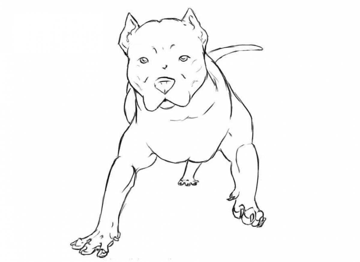 Раскраска собака стаффордширский терьер