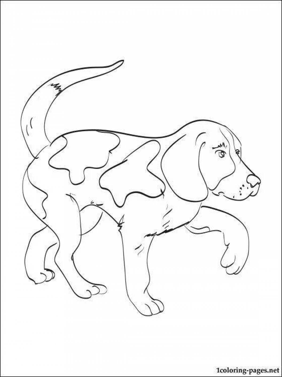 Раскраска собаки породы Бигль