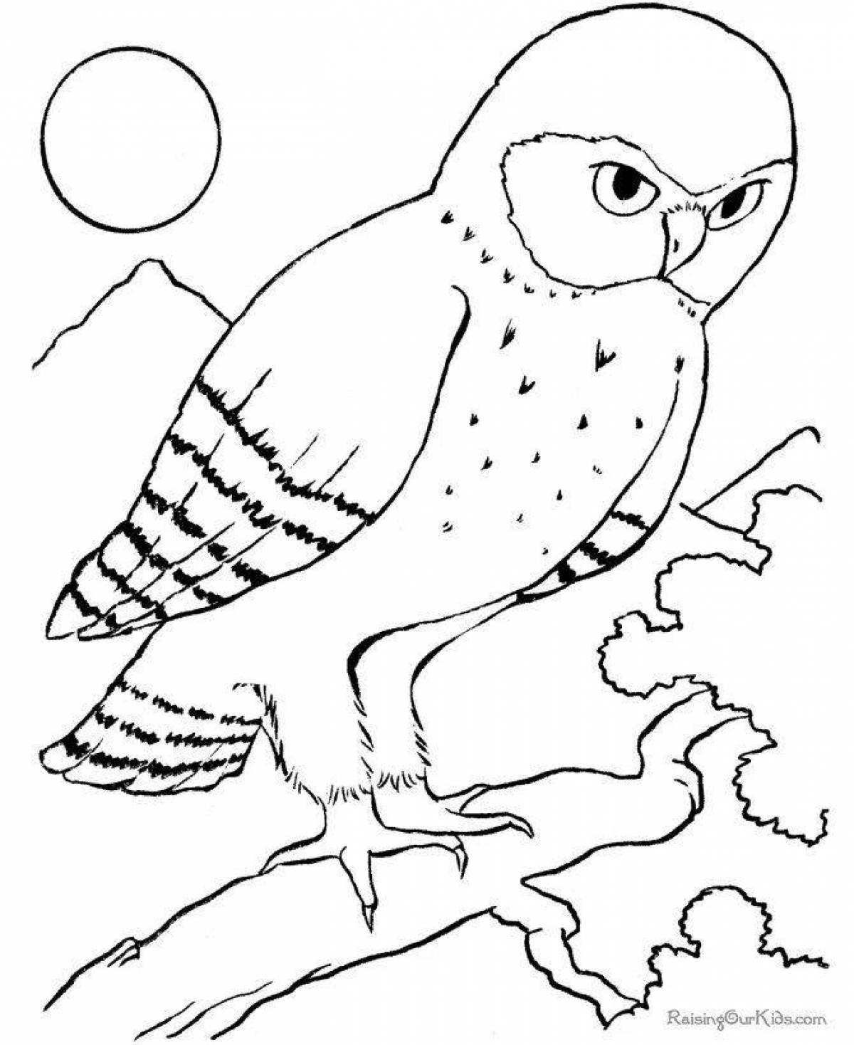 Colorful wintering birds coloring pages for preschoolers