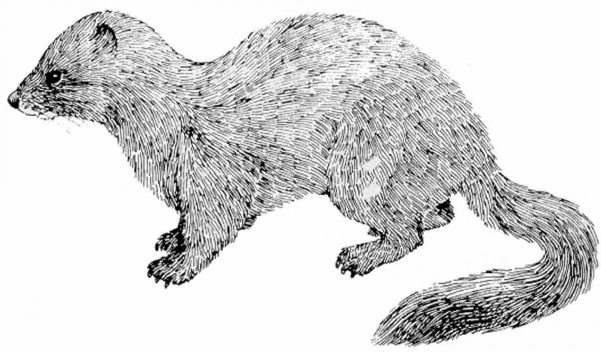 Colorful mink coloring page