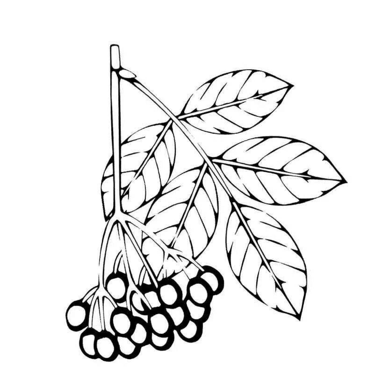 Colorful rowan twig coloring page