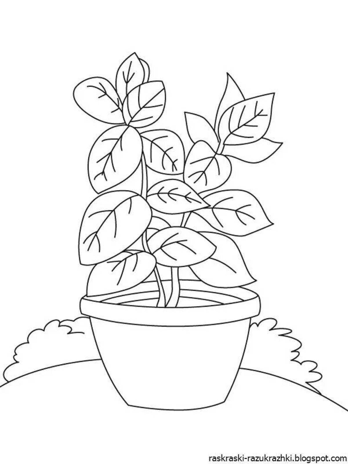 Violent coloring potted flowers