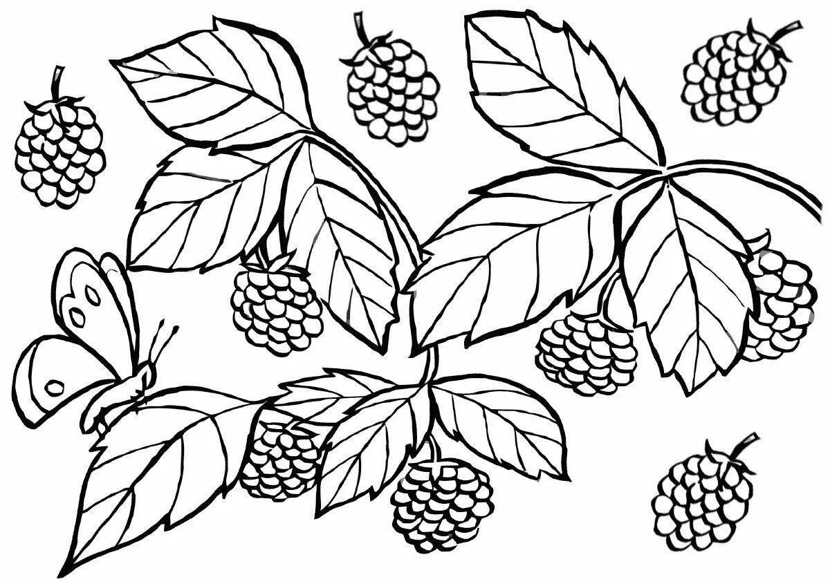 Colorful raspberry coloring book for kids