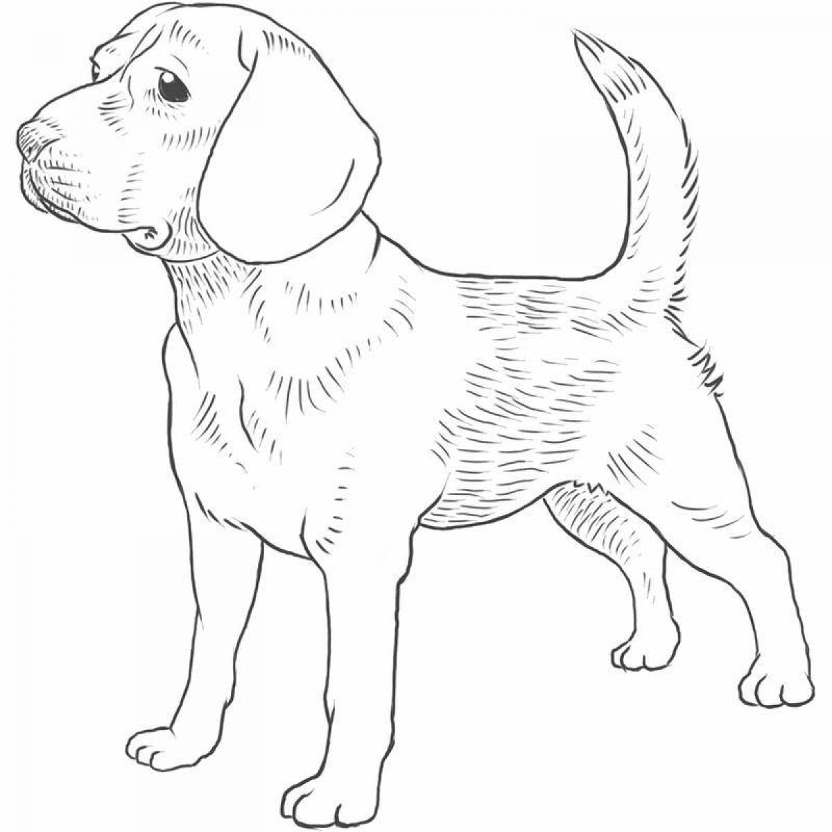 Playful beagle coloring page