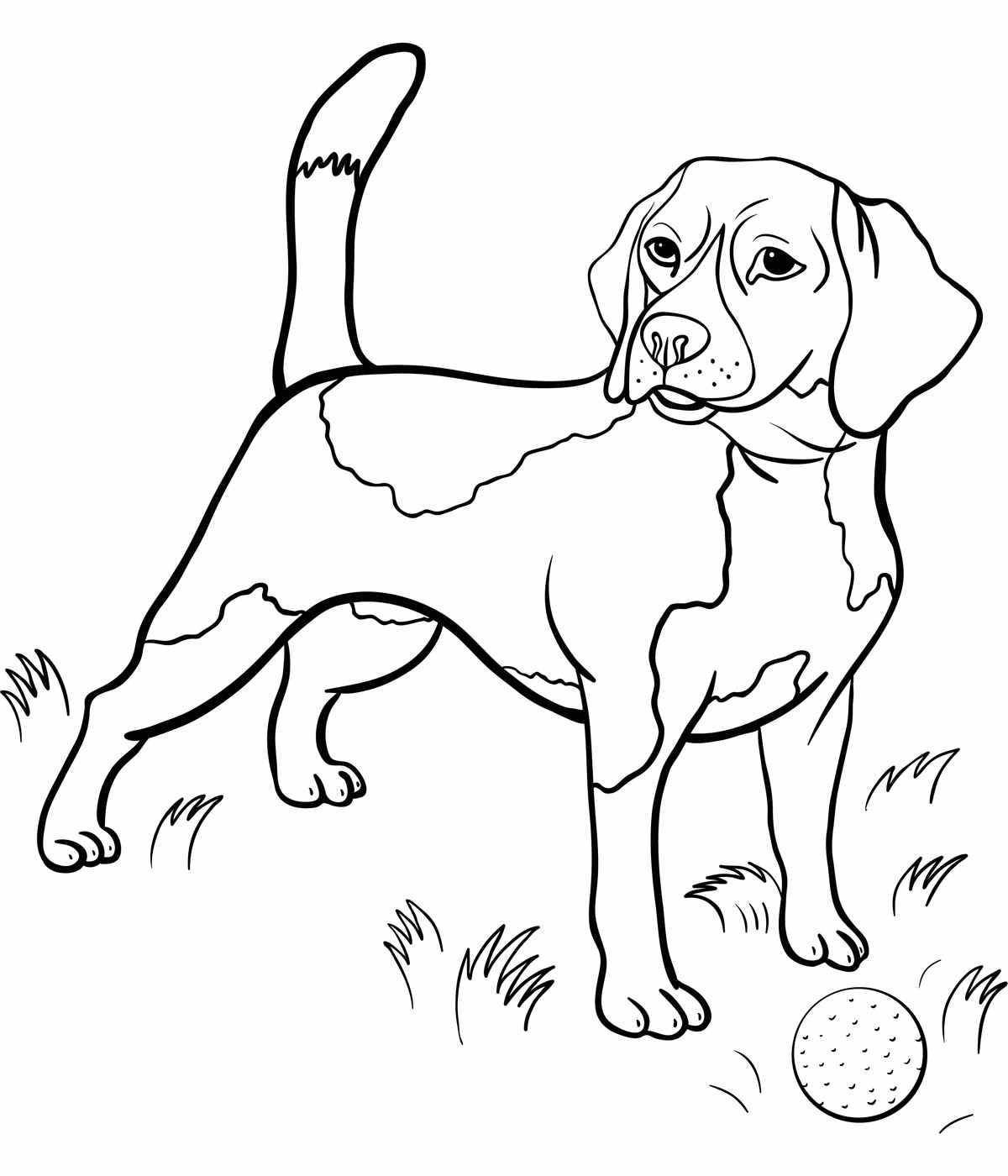 Sparkling beagle coloring page