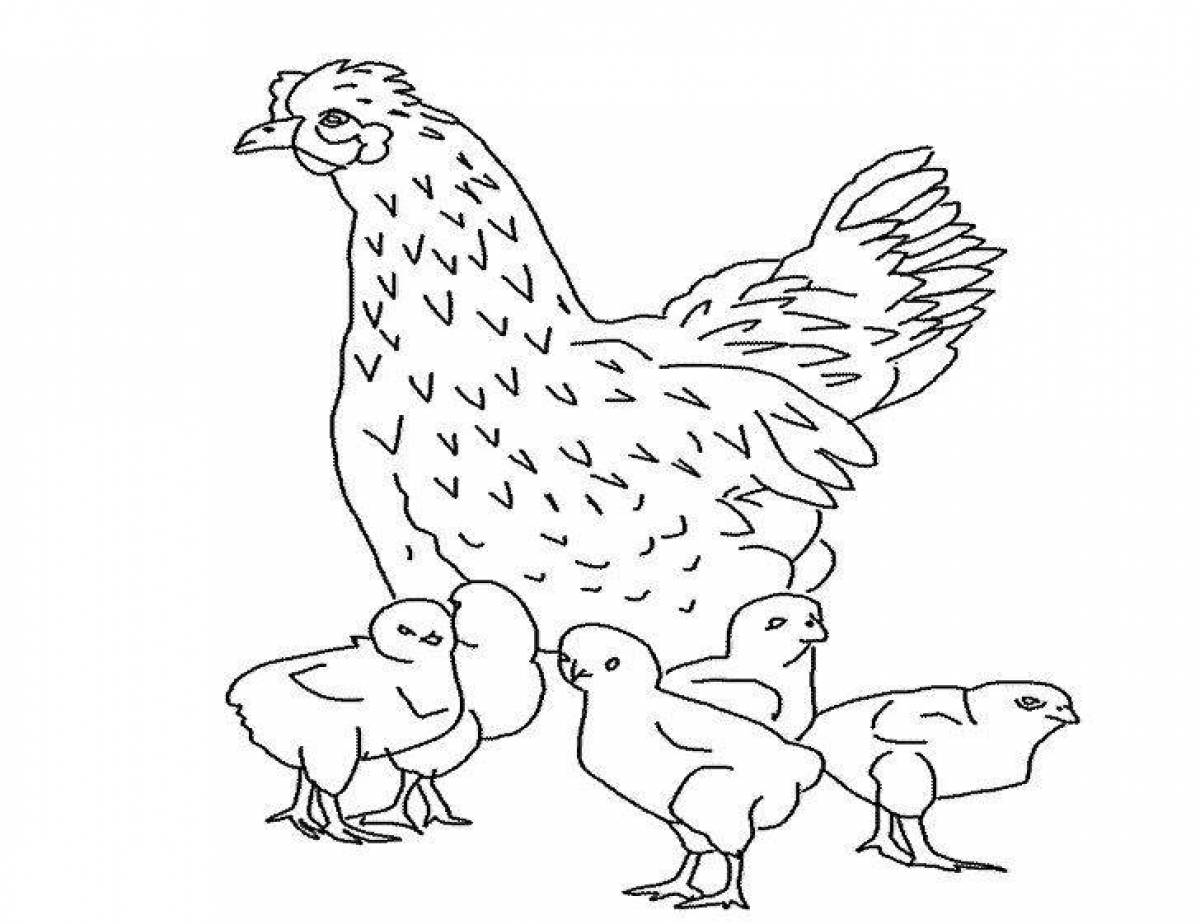 Charismatic hen with chicks