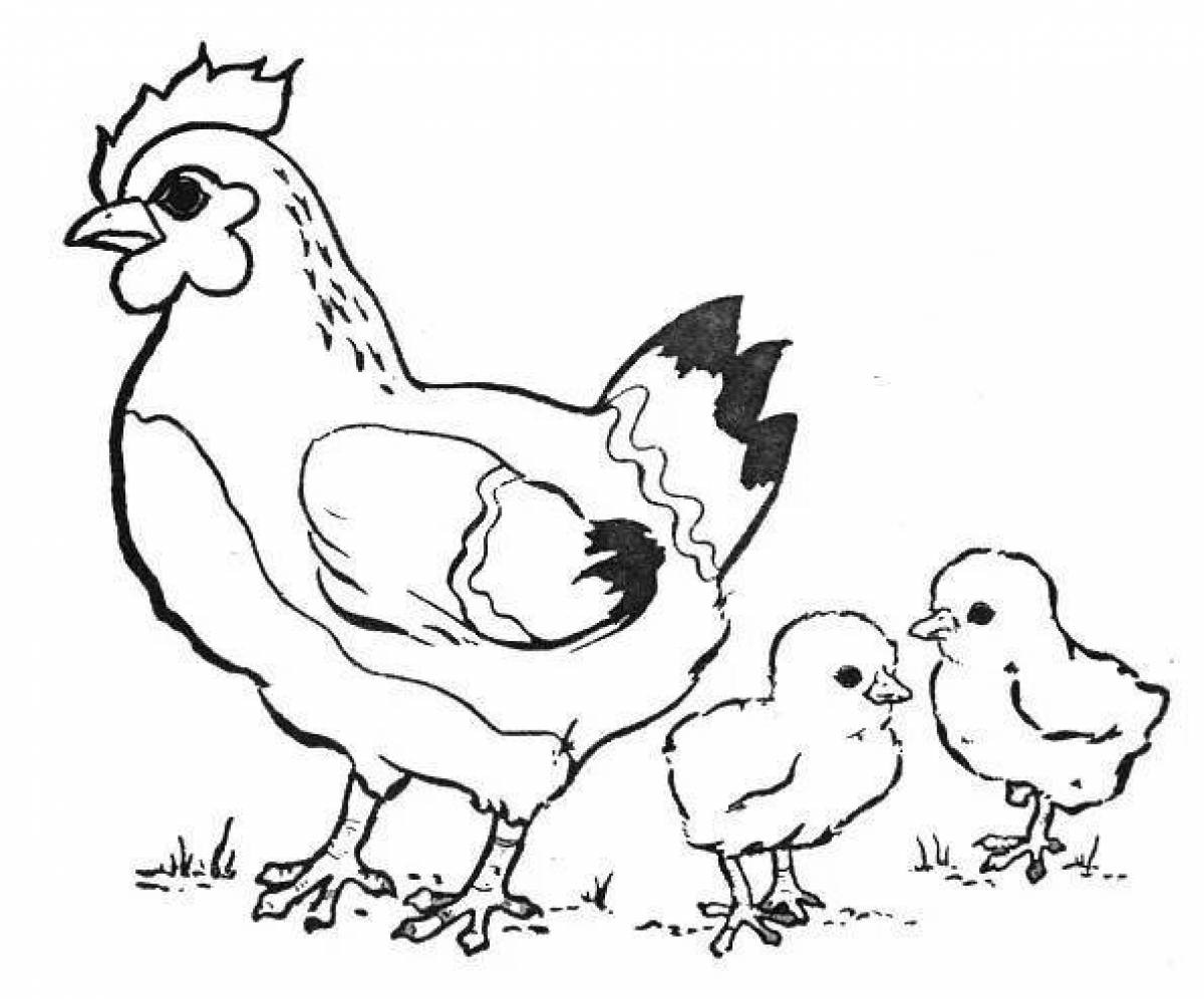 Chubby hen with chicks