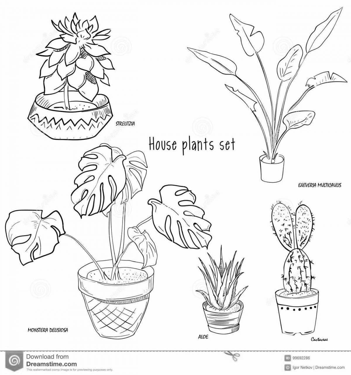 Fancy coloring houseplants for kids