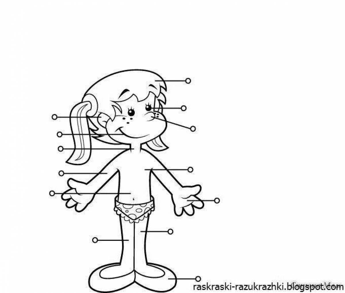 Charming human body structure coloring book