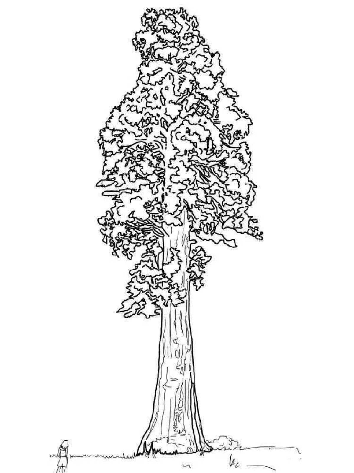 Секвойя дерево раскраска